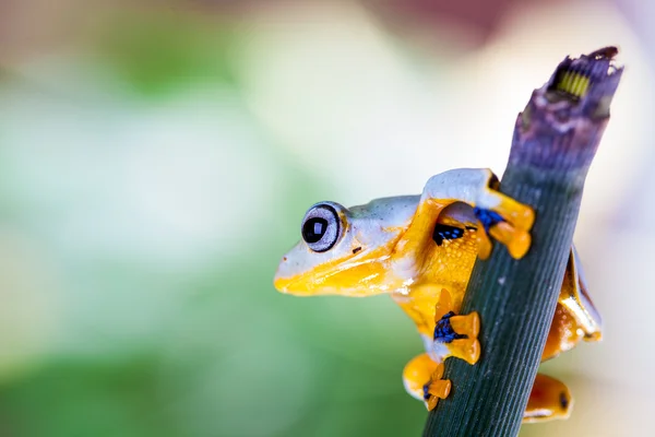 Żaba na egzotyczne liści w prawdziwej dżungli — Zdjęcie stockowe