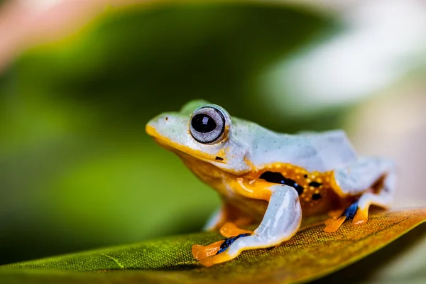 Frog on exotic leaf in the real jungle — Stock Photo, Image