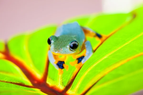Magnifique concept naturel avec grenouille exotique — Photo