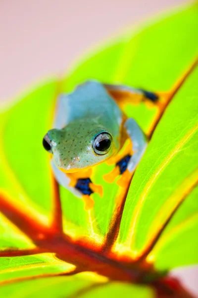 Krásné přírodní koncept s exotickými žába — Stock fotografie