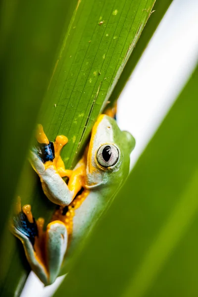 雨林、 自然环境、 充满异国情调的青蛙 — 图库照片