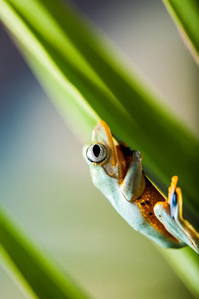 Rain forest, natural environment, exotic frog — Stock Photo, Image