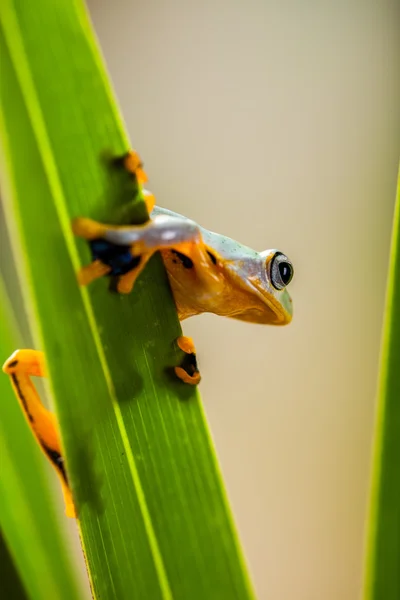 Saturated theme of jungle with exotic frog — Stock Photo, Image