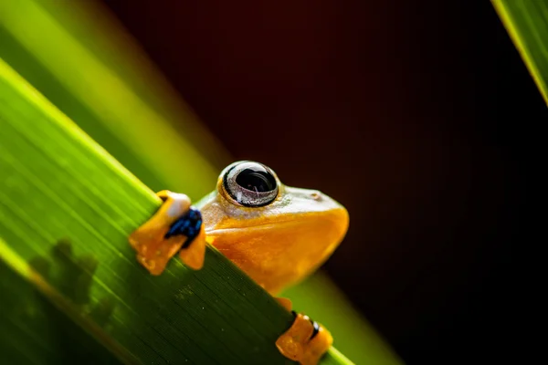 Насыщенная тема джунглей с экзотической лягушкой — стоковое фото