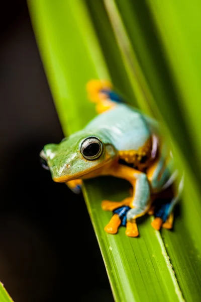 Saturated theme of jungle with exotic frog — Stock Photo, Image