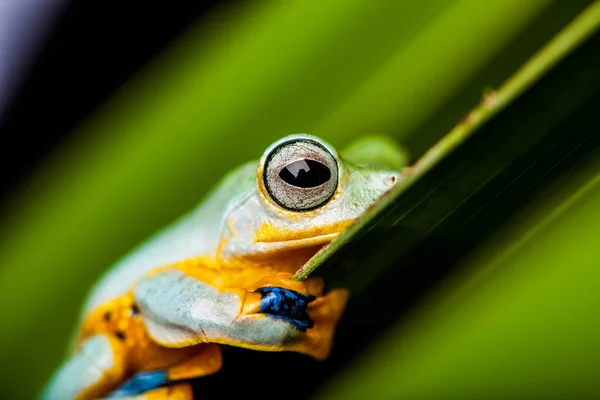 Tema saturado da selva com sapo exótico — Fotografia de Stock