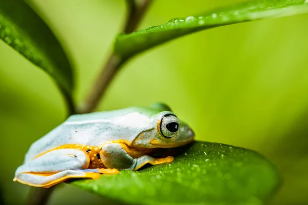 エキゾチックなカエルとジャングルの飽和テーマ — ストック写真