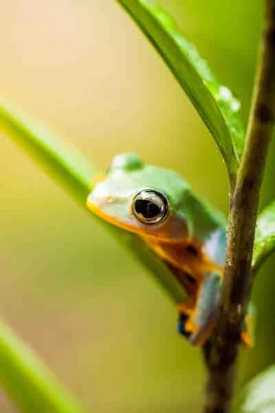 Rana de la selva en ambiente natural —  Fotos de Stock