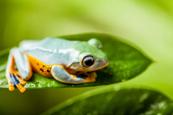 Rana de la selva en ambiente natural — Foto de Stock