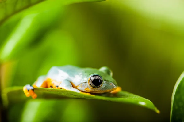 Dschungelfrosch in natürlicher Umgebung — Stockfoto