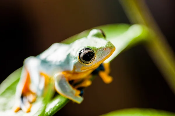 在自然环境中的丛林青蛙 — 图库照片