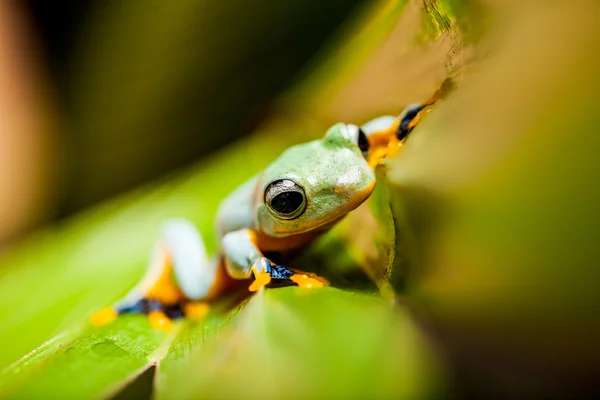 자연 환경에서 정글 개구리 — 스톡 사진