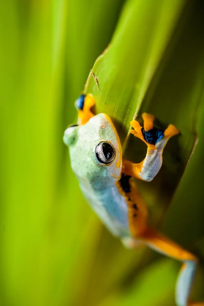 Čerstvý, krásné pojetí džungle s barevné žáby — Stock fotografie