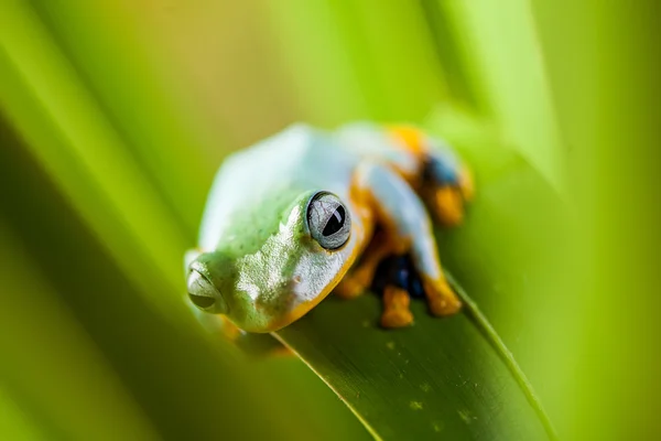 Fresh, beautiful concept of jungle with colorful frog — Stock Photo, Image