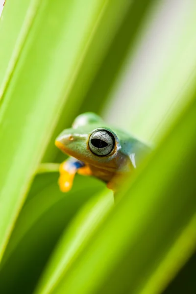 Fresco, hermoso concepto de selva con rana colorida —  Fotos de Stock