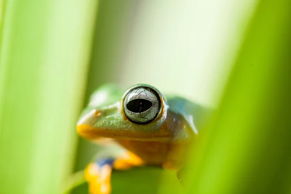 Φρέσκο, όμορφο έννοια της ζούγκλας με πολύχρωμο βάτραχος — Φωτογραφία Αρχείου