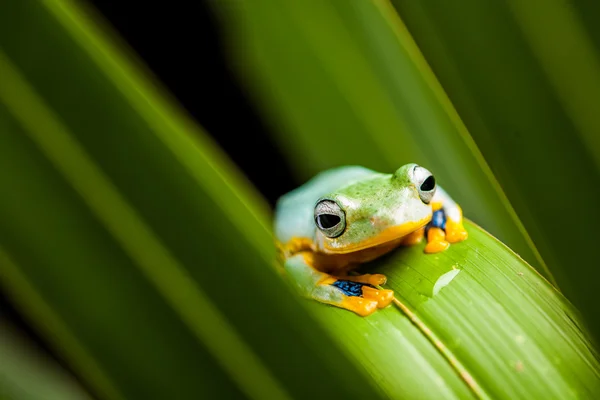 Frisches, schönes Dschungelkonzept mit buntem Frosch — Stockfoto