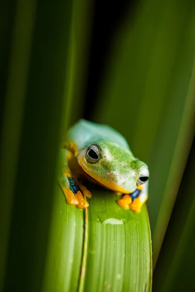 화려한 개구리와 정글의 신선 하 고 아름 다운 개념 — 스톡 사진