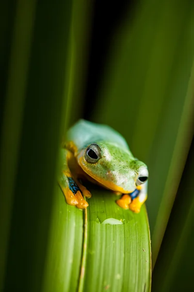 Fresco, hermoso concepto de selva con rana colorida —  Fotos de Stock