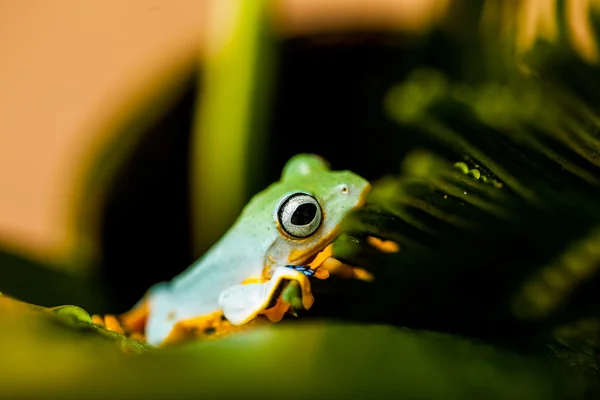 Přírodní exotické žába — Stock fotografie