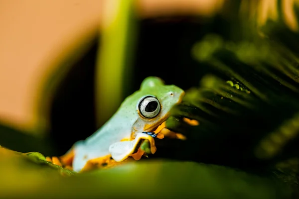 Natural exotic frog — Stock Photo, Image