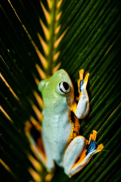 Doğal egzotik kurbağa — Stok fotoğraf