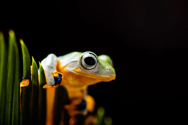 カエル、鮮やかな色のカラフルなジャングル テーマ — ストック写真