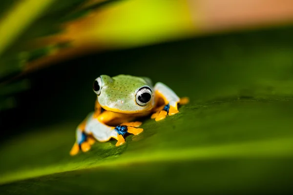 Tema da selva colorida com sapo, cores vivas — Fotografia de Stock