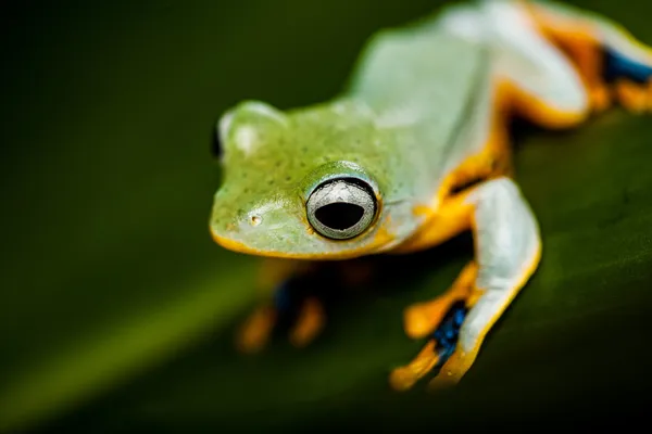 Tema colorido de la selva con rana, colores vivos — Foto de Stock