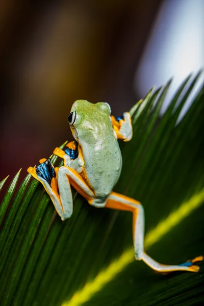 Colorful jungle theme with frog, vivid colors — Stock Photo, Image