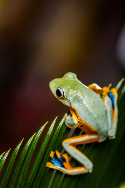 Tema colorido de la selva con rana, colores vivos —  Fotos de Stock