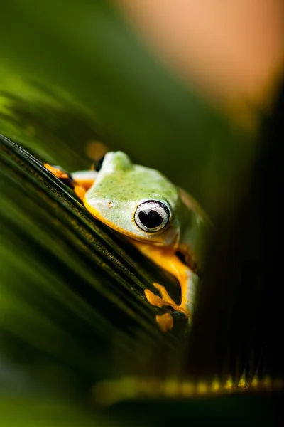 Sapo exótico na selva — Fotografia de Stock