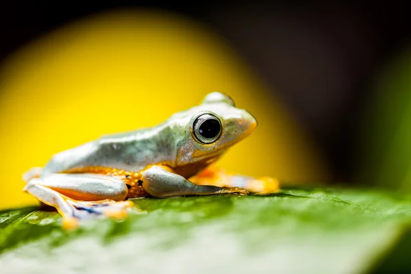 Exotické žába v džungli — Stock fotografie