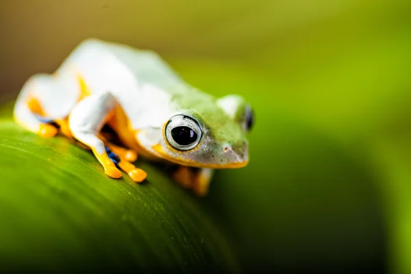 Exotischer Frosch im Dschungel — Stockfoto