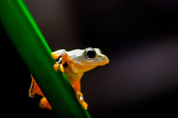 Exotiska groda i djungeln — Stockfoto