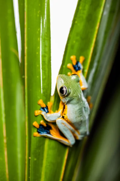 Красивая экзотическая лягушка — стоковое фото