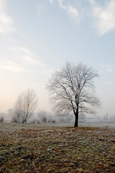 Freezing day in Lower Silesia — Stock Photo, Image