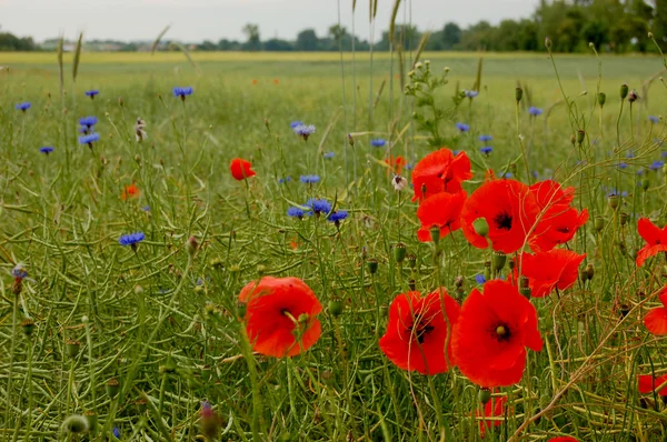 Summer time landscape of Poland — Stock Photo, Image