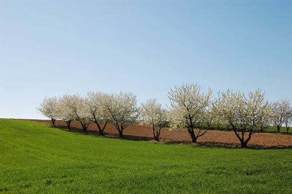 Aşağı Silezya, Güney Polonya peyzaj — Stok fotoğraf