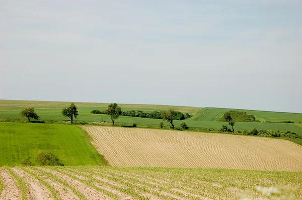Zomertijd, grasland en velden — Stockfoto