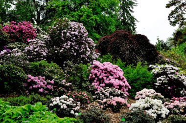 Botanik Bahçesi, aşağı Silezya