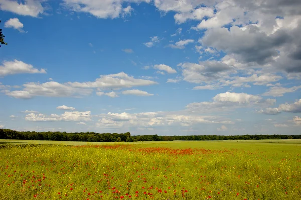 Summer time, grassland and fields — Stock Photo, Image