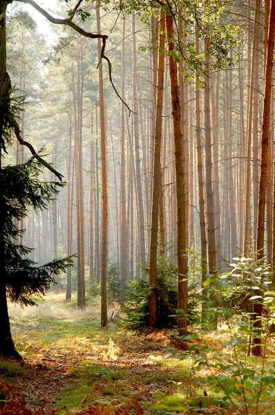 Forests od Lower Silesia