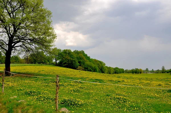 Yaz saati, otlak ve alanlar — Stok fotoğraf