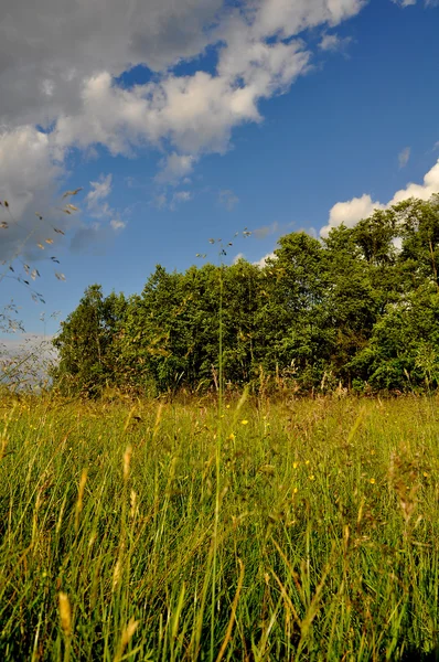 Summer time, grassland and fields — Stock Photo, Image