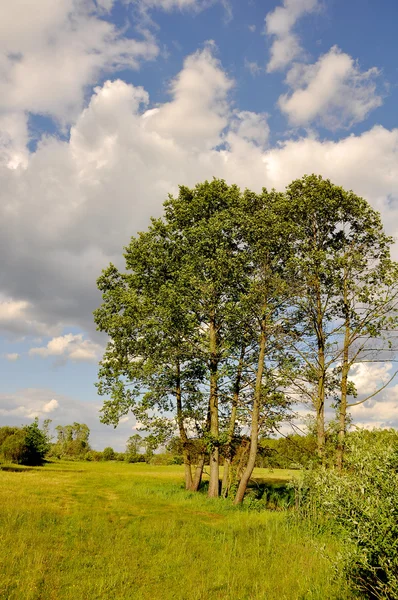 Sommerzeit, Wiesen und Felder — Stockfoto