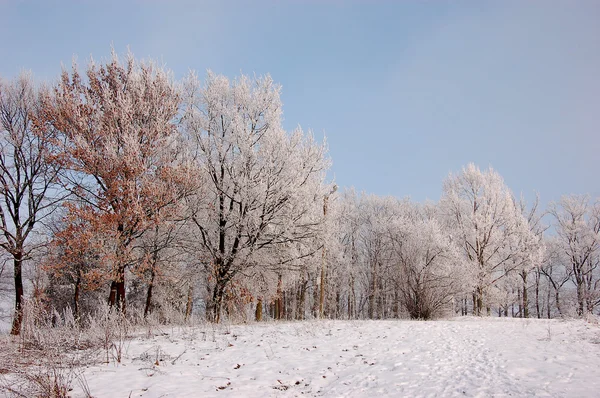 Saison d'hiver en Basse Silésie — Photo