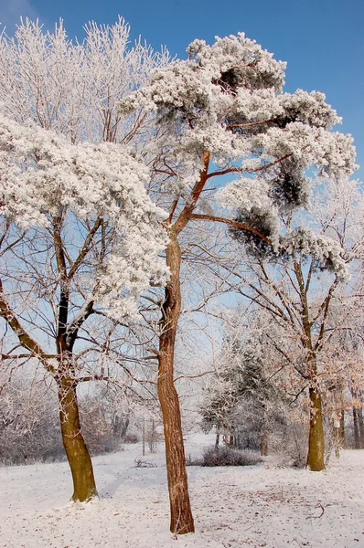 Winter season in Lower Silesia — Stock Photo, Image