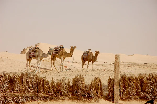 Yaz aylarında sahara çöl Tunus — Stok fotoğraf