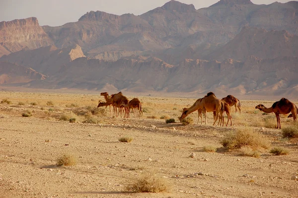 Summertime Sahara desert in Tunisia — Stock Photo, Image